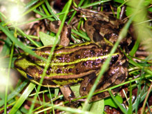 Ein Frosch in freier Wildbahn