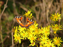 Ein Schmetterling auf einer Blume (Großer Fuchs)