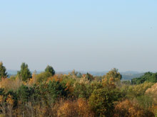 Sträucher-Landschaft