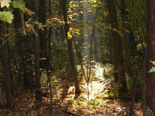 Lichtstrahl erhellt den Waldboden
