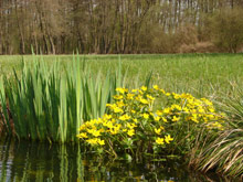 Sumpfdotterblume