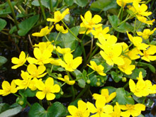 Sumpfdotterblumen