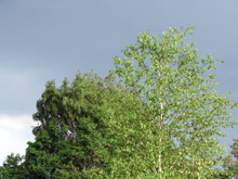Wolkige Waldlandschaft