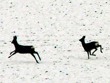 Rehe im Winter