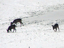 Rehe im Winter