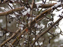 Winterbaum