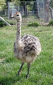 junger Vogel Strauß